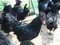 种鸡-陕西省汉中市略阳黑风园农业生态发展有限责任公司 产品展示(家禽、畜肉、鸡蛋)-金泉网
