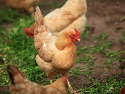 贡农商城大揭秘 为什么大家都喜欢吃农家散养土鸡